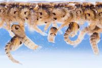 Biológico para a eliminação de larvas de mosquitos MDV BTi Insecticida para locais de reprodução de larvas de mosquitos