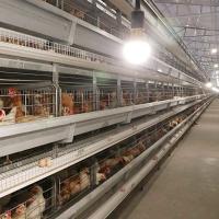 Os equipamentos que de exploração avícola de colocação automáticos H datilografa os pássaros 4Tiers 192 mergulham a gaiola da galinha da bateria para mercados de África