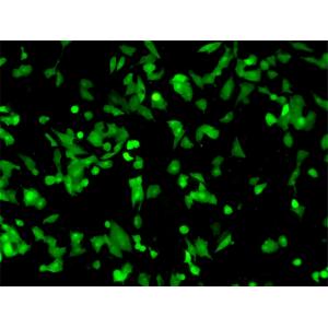 Inverted fluorescence microscope
