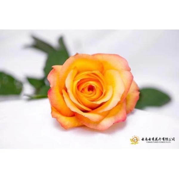 Машина осмотра Focusight свежего цветка точная