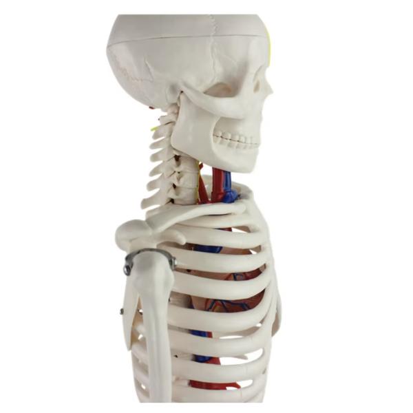 Modèle de squelette humain anatomique de 85 cm pour produits médicaux réutilisables