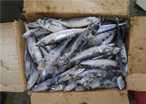 Scomber Japonicus Under 18 Degree 300g Fresh Frozen Mackerel