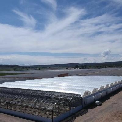 Estufas de folhas de plástico para o cultivo de sementes e plantas medicinais/pilhas