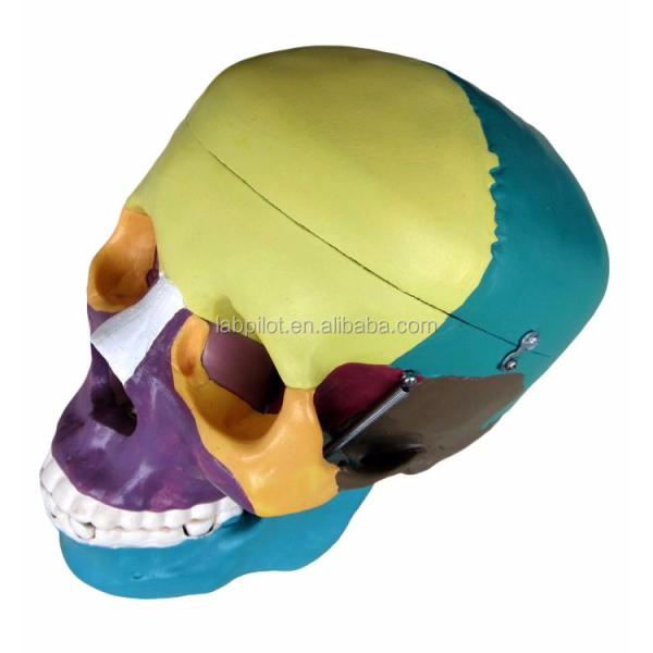 Human Life Size Skeleton Model Bones Model of Cerebral Cranium for Medical Study Aid