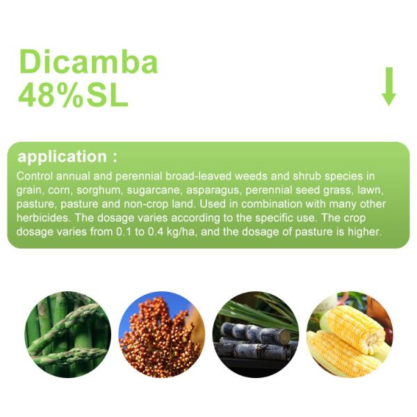 Dicamba 48% SL Roundup Herbicide Kill Broad Keaved Weeds