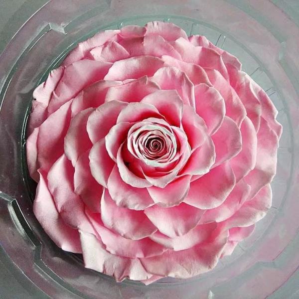 Hot selling preserved natural Roses in Round Box for Christmas gift Long Lasting Flowers