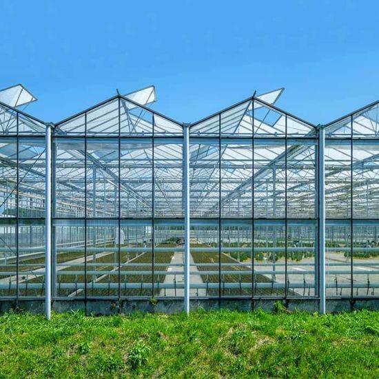 Hot Galvanzied Steel Pipe Agricultural Venlo Glasshouse Turnkey Project