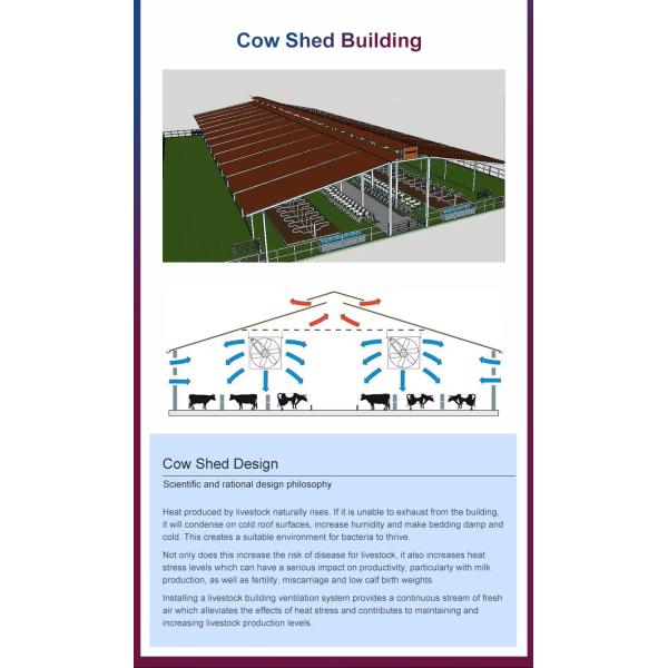 Modern Design Prefab Dairy Cow Shed Galvanized Steel Structure Farm Easy Installation