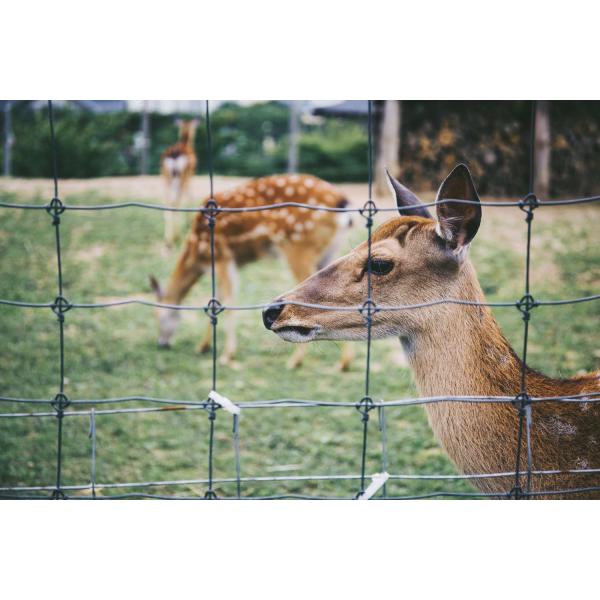 HT13/190/15 High Tensile 190cm X 100m Galvanized Steel Deer Fence Twill Weave