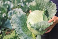 Insecticide biologique des fermes producteurs de pesticides biologiques pour une lutte naturelle et durable contre les ravageurs