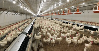 Low Maintenance Cost Stable Structure Prefabricated Steel Chicken Coop for Poultry House Farming