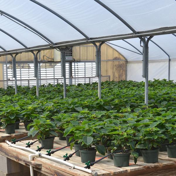 Simplest Structure Hot Dip Galvanized Steel 4m Tunnel Plastic Greenhouse For Plants Growing