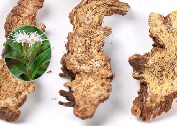 Rhizoma Atractylodis Traditional Chinese Herbal Medicine White For Extract Powder