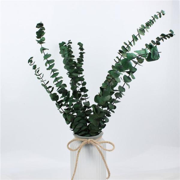 Lovely Preserve Eucalyptus Leaves , Eucalyptus Dried Flowers With Long Life