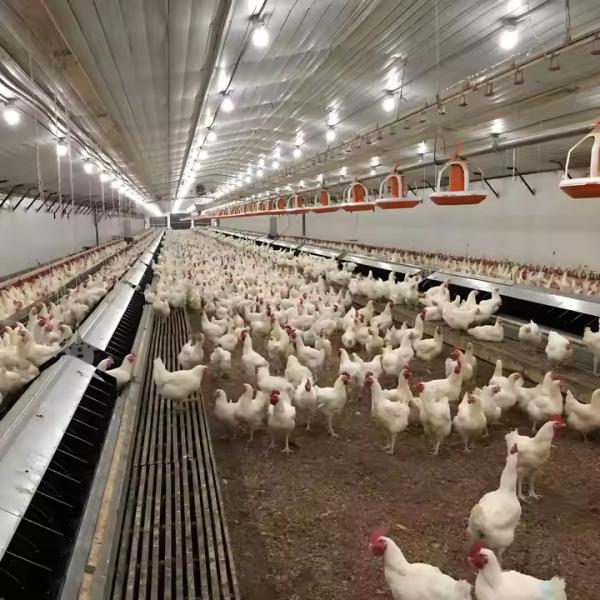 Économique Structure en acier léger Poulet maison, bâtiments agricoles préfabriqués