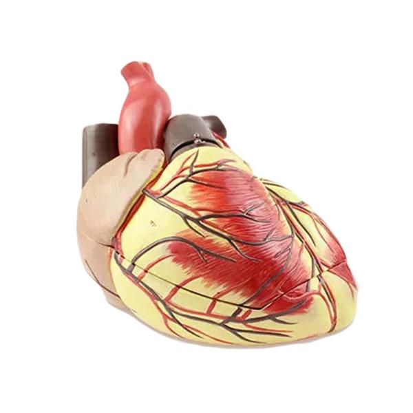 Human Biological Teaching Model Advanced Jumbo Heart for Medical Science Education