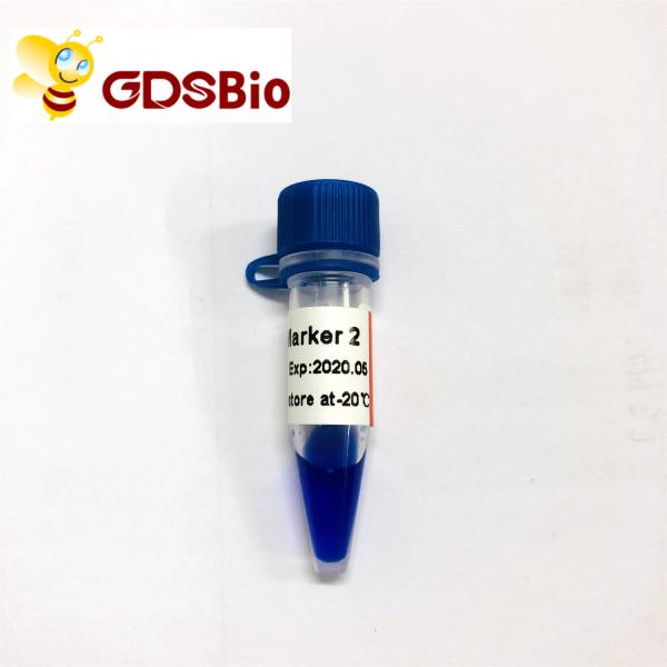 LD Marker 2 60 Preps DNA Marker Electrophoresis GDSBio