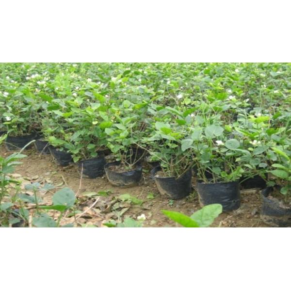 Баки крытого завода PE бака 27cm питомника небольшой ясности орхидеи 10L загородки пластиковые