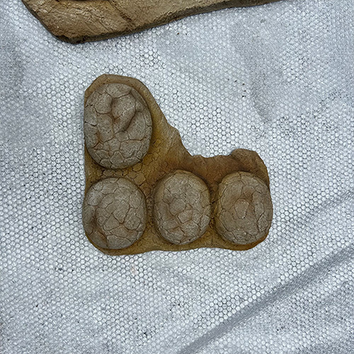 Science Center Educational Display Real Dinosaur Egg Fossils Replicas Bone