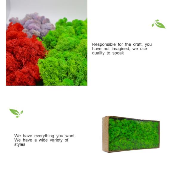 Multiple Colors Interior Decoration Preserved Green Wall With Simple Structure