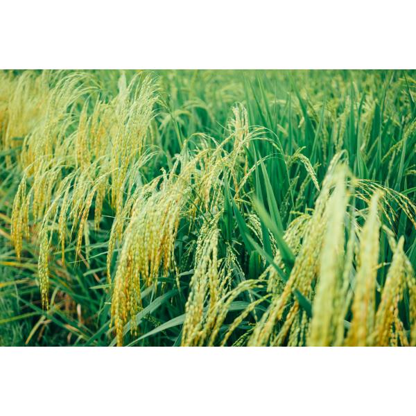 Ácido líquido orgânico Chelated ácido aminado do magnésio do Ca L-amino para plantas