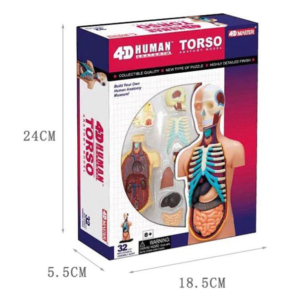4d Master Puzzle Assembling 19cm Human Body Anatomy Model Toy Medical