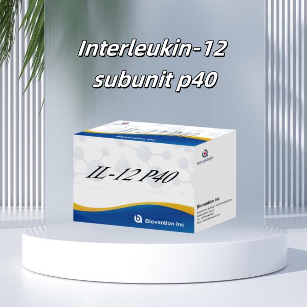 96 T Serum 98% Specificity ELISA RUO Test Kit Human IL-12 P40