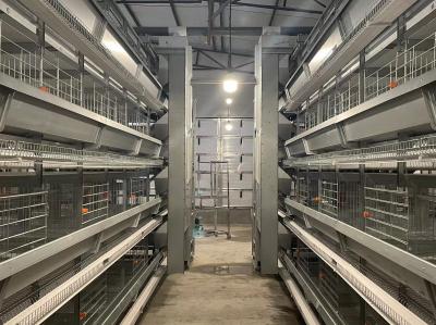 Galvanized Automatic H Type Layer Chicken Cage Convenient Management