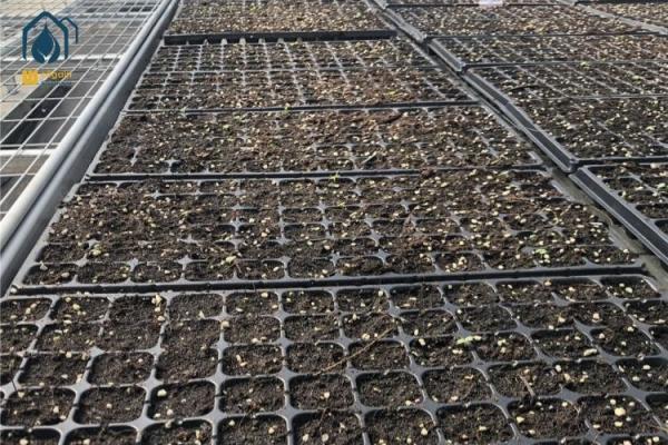 Élevage de semis agricoles Bancs à rouleaux réglables pour les légumes et les fleurs