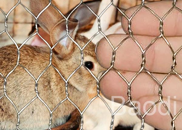 Hot Dipped Galvanized Chicken Wire Mesh For Poultry Livestock Fencing 0.45 - 1.4mm