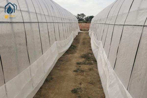Agricultural Tunnel Greenhouse Single Span PE Film Greenhouse For Flowers Plant