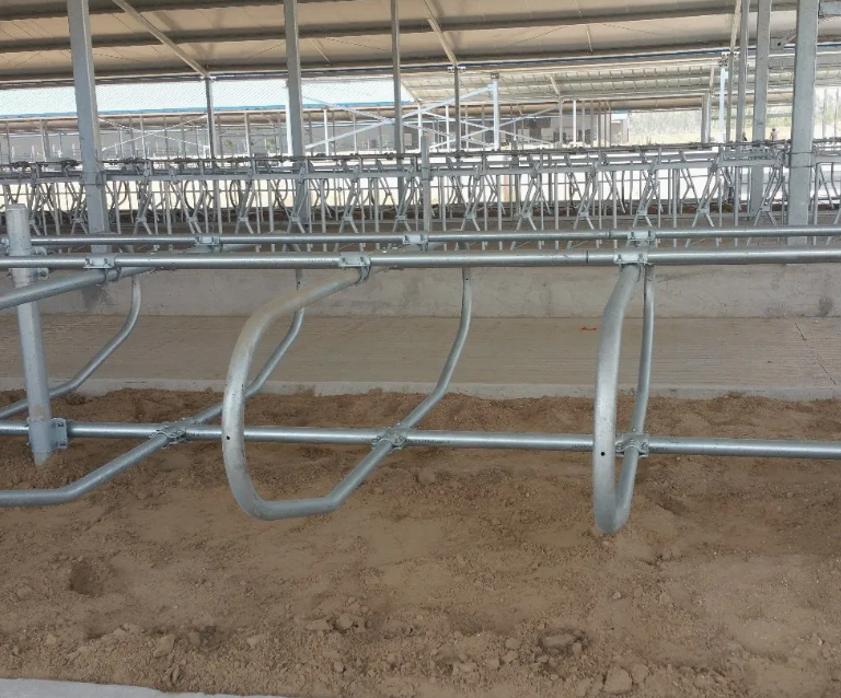 Hot DIP Galvanized Cow Freestall with Customized Size and Bolt Connection for Cattle Farm Equipment