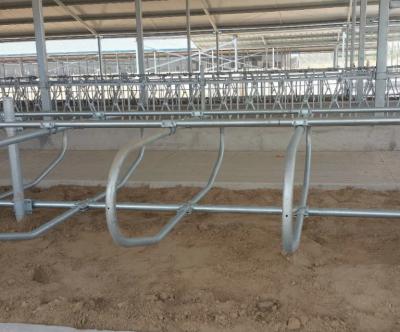 Hot DIP Galvanized Cow Freestall with Customized Size and Bolt Connection for Cattle Farm Equipment