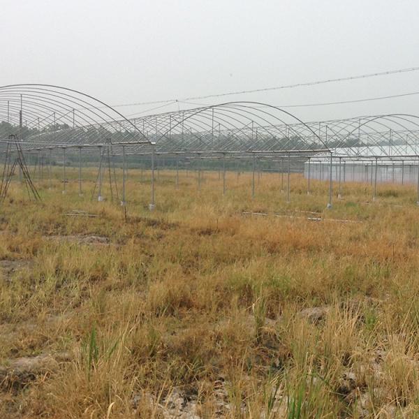 Hydroponic Poly Film Multi Span Greenhouse