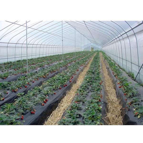 Manafacture PE Material Pre-stretch Perforated UV Resistant Agriculture Film Cover Material and PE Material poly green