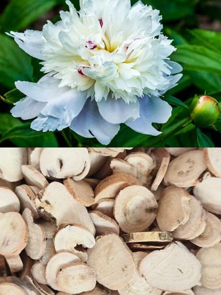 Natural Cultivation White Peony Root Traditional Chinese Peony Root