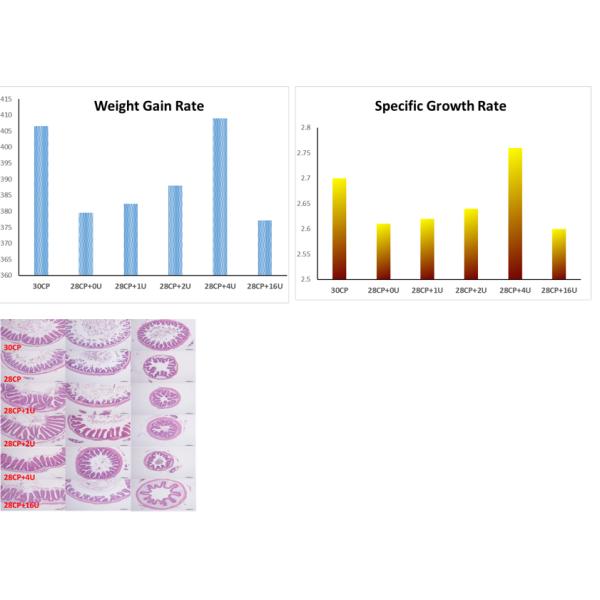 Resistant Gastric Acid 25000u/G Neutral Protease Enzyme Feed Grade