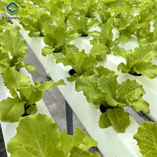 Customization Hydroponic System Greenhouse With Rolling Benches