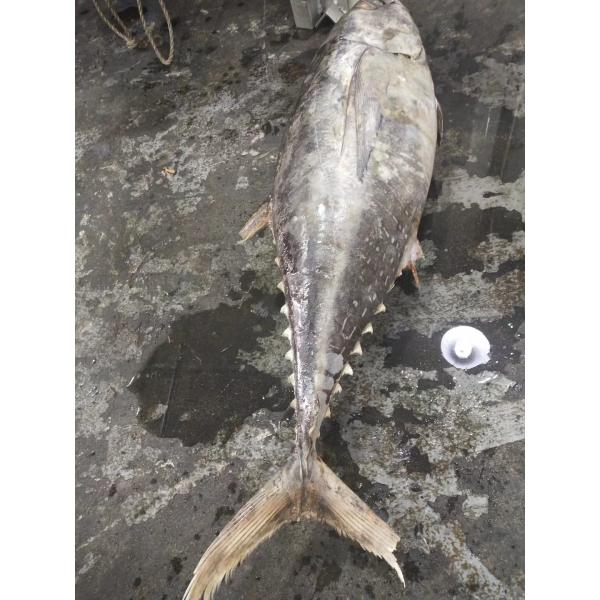 100% естественное IQF 20kg вверх по тунцу желтопра WR Seafrozen