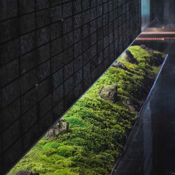 Естественный сохраненный мох нордических бонзаев искусственный для стены зеленого растения