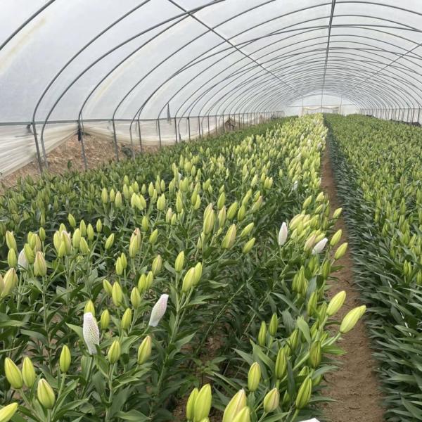JX-A00162 Innovative Agriculture Arches Tunnel Greenhouse Kit Estimated Delivery Time
