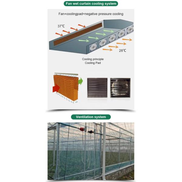 Customized Length Multi-Span Film Greenhouse for and Durability in Large-Scale Farming