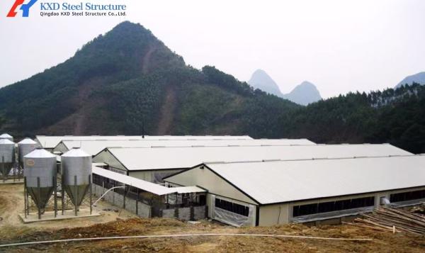 Q345 Q235 Steel Poultry House with Automatic Feeding and Drinking Systems