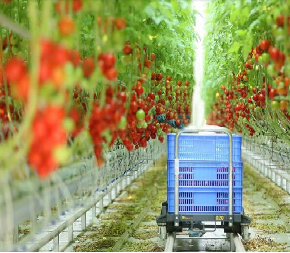 Gutter Growing System Commercial Tomato Greenhouse With Steel Structure