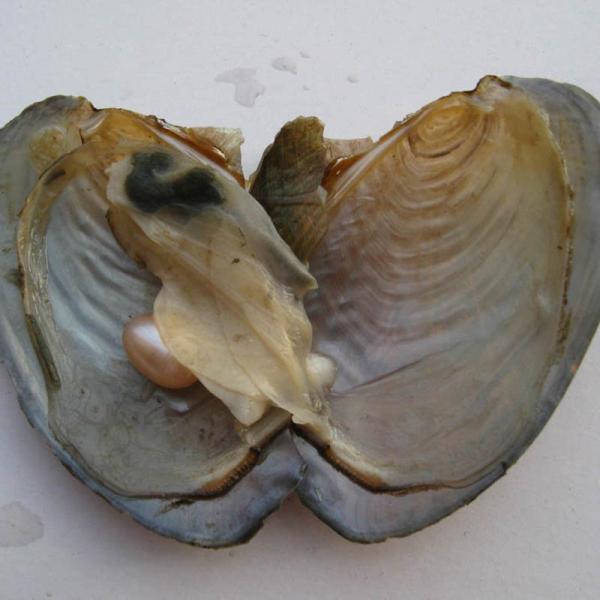 AAA grade,Vacumm packed Freshwater Cultured pearl Oysters with White/Gold/Purple/black/pink,6-7mm,7-8mm