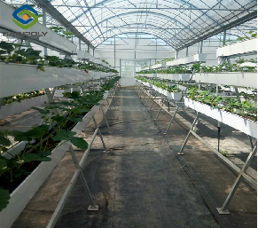 Multi Span Large Tunnel Greenhouse Strawberry Growing Automatic Greenhouse
