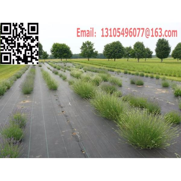 woven geotextile Plastic Modling Type Mulch plastic film for agriculture weed barrier