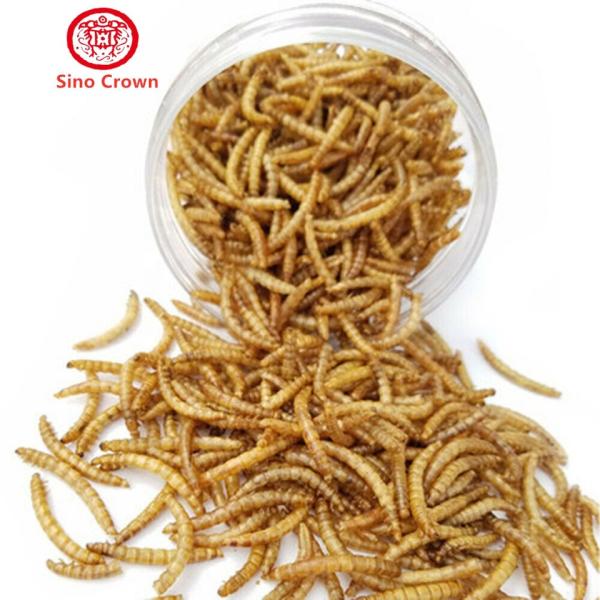 High Nutritional Value Mealworm Oil for Pet Food - Shelf Life 2 Years