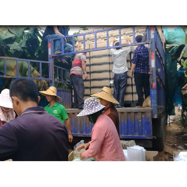 Foldable Custom Plastic Crates For Fruit Vegetable Cold Chain Logistics 508×338×100mm