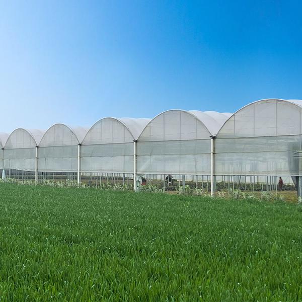 Fertilizante de vegetais agrícolas Fertilizante de tomate de várias faixas Fertilizante para frutas Flor